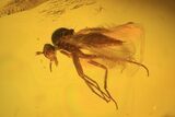 Detailed Fossil Fly (Diptera) In Baltic Amber #58041-1